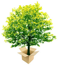 tree_bg